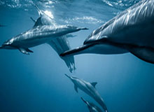 官方：索博斯洛伊对阵阿森纳任意球世界波当选英超8月最佳进球